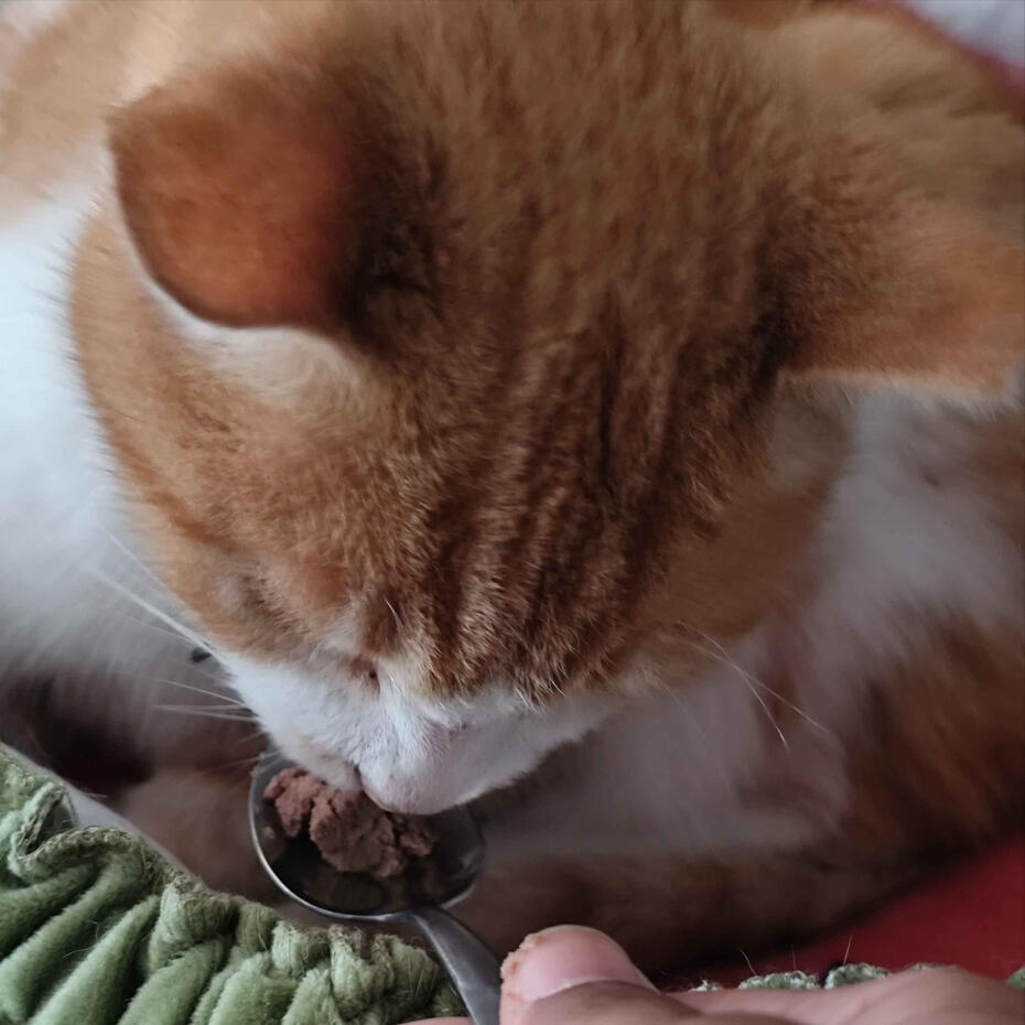 Madeleine's Review An orange and white cat being spoonfed by Jessamyn